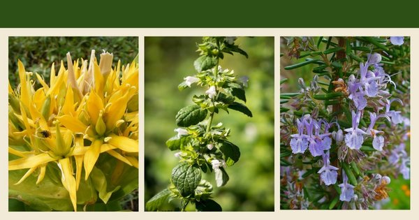 Gentiana lutea, Melissa officinalis and Rosmarinus officinalis.