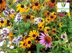 Flowers with MedPlants4Vet Logo in the right upper corner