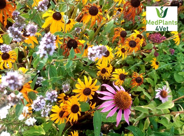 Flowers with MedPlants4Vet Logo in the right upper corner
